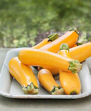 Easy Pick Gold Zucchini